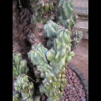 Cactus - Cereus Repandus f. Monstruosus (fam Cactecees) (Venezuela) (5)